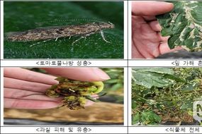 thumbnails